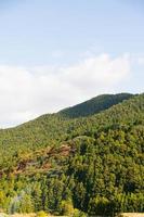 naturale montagna gamma Visualizza con pino albero foresta su il montagna sotto luce del sole giorno con chiaro blu cielo foto