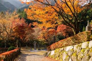 vicino su di acero albero le foglie durante autunno con colore modificare su foglia nel arancia giallo e rosso, caduta naturale sfondo struttura autunno concetto foto