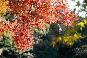 vicino su di acero albero le foglie durante autunno con colore modificare su foglia nel arancia giallo e rosso, caduta naturale sfondo struttura autunno concetto foto