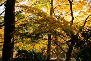 vicino su di acero albero le foglie durante autunno con colore modificare su foglia nel arancia giallo e rosso, caduta naturale sfondo struttura autunno concetto foto