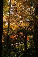 vicino su di acero albero le foglie durante autunno con colore modificare su foglia nel arancia giallo e rosso, caduta naturale sfondo struttura autunno concetto foto