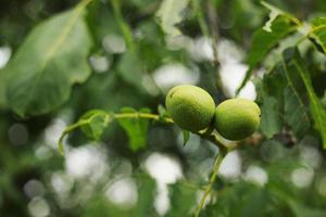 verde noce giovane frutta maturazione su il albero con foglie, naturale agricolo sfondo foto