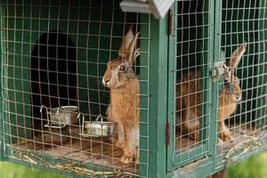 domestico peloso rosso e grigio azienda agricola conigli coniglietto dietro a il barre di gabbia a animale azienda agricola, bestiame cibo animali in crescita nel gabbia. foto