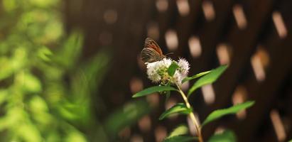 farfalla di pavone europea rossa. fiore di farfalla. la farfalla di pavone si siede su fiori bianchi in una giornata di sole. foto