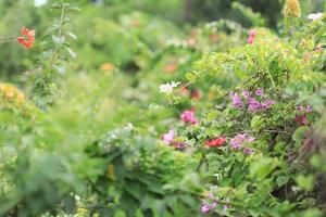 bellissimo fiore campo nel il giardino con sfocato sfondo foto