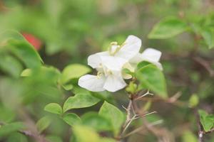 bellissimo fiore campo nel il giardino con sfocato sfondo foto