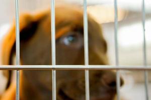 Immagine di sfocato cane con occhi guardare triste nel il acciaio gabbia. foto