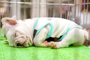 vicino su francese bulldog cucciolo dorme nel il gabbia dopo esso corse tutti giorno. foto