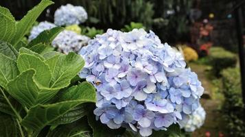 francese ortensia o ortensia macrophylla o nikko blu fioritura nel il giardino. foto