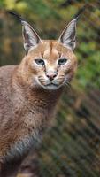 ritratto di caracal foto