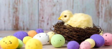 Pasqua bandiera con pollo nel il nido circondato con colorato uova foto