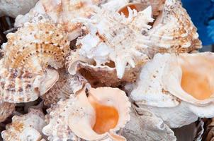 mucchio di mare conchiglie nel un' strada mercato foto