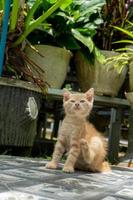 gattino giocando a il giardino. arancia poco gatto giocando all'aperto a il mattina. foto