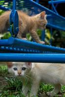 bianca e arancia gattino. Due diverso gatto giocando e in esecuzione all'aperto. foto