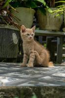 gattino giocando a il giardino. arancia poco gatto giocando all'aperto a il mattina. foto