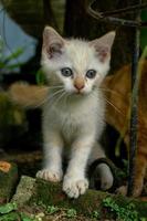 carino bianca gattino analizzare, cercare, guardare. bianca poco gatto giocando nel il giardino. foto