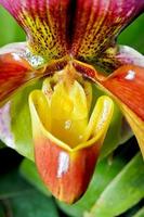 pantofola orchidea, paphiopedilum esotico fiori foto