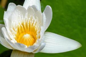 fiore di loto bianco foto