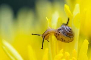 vicino su lumaca su giallo crisantemo fiori foto