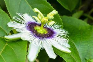 esotico bellissimo fiore foto