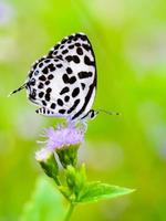 vicino su piccolo bianca farfalla Comune pierrot foto