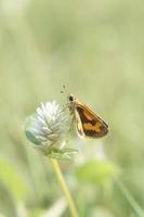 immagine di bellissimo farfalla è perching su un' fiore con bokeh sfondo foto