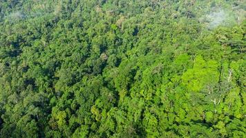 Visualizza a partire dal il superiore di il tropicale foresta foto