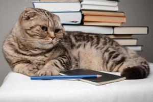 Scozzese piegare gatto posare giù su il tavolo Il prossimo per un' taccuino e libri, lei è annoiato e esigenze Attenzione. formazione scolastica concetto. foto