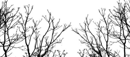 silhouette di albero ramo con ritaglio sentiero foto