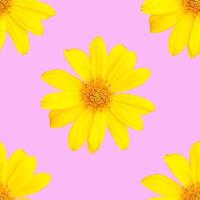 modello di giallo fiori per estate foto