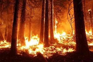 foresta fuoco, ardente alberi, fuoco e Fumo bruciato alberi dopo macchia d'olio, inquinamento e un' lotto di Fumo fuoco fiamme su nero sfondo, fiammata fuoco fiamma struttura foto