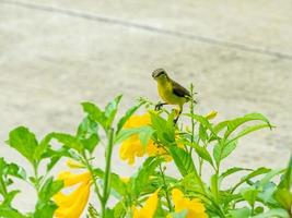 oliva sostenuto uccello solare, dal ventre giallo sunbird arroccato su albero foto