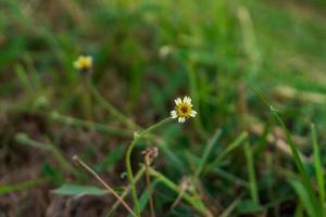 fiore d'erba sul campo foto