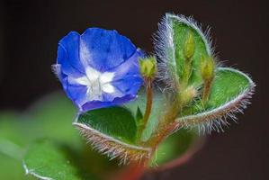 evolvulus alsinoidi fioritura nel il giardino foto