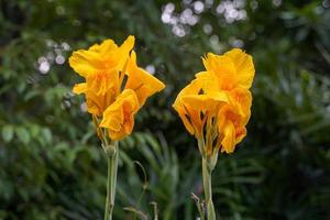 arancia canna fiori. fioritura nel un' mazzo a il superiore di il stelo. e ha alcuni morbido petali fiore dimensione e colore variare di specie. morbido e selettivo messa a fuoco. foto