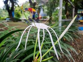 imenocallis litorale o spiaggia ragno giglio è un' specie di pianta nel il genere imenocallide, nativo per il più caldo costiero regioni di latino America e ampiamente coltivato. foto