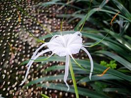 imenocallis litorale o spiaggia ragno giglio è un' specie di pianta nel il genere imenocallide, nativo per il più caldo costiero regioni di latino America e ampiamente coltivato. foto