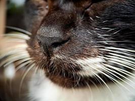 macro di un' nero e bianca gatto rilassante su il terrazza di il Casa, il struttura di il gatti pelliccia è morbido e Bellissima. foto