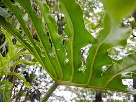 Monstera deliziosa, svizzero formaggio pianta o Diviso foglia filodendro è un una specie di fioritura pianta nativo per il tropicale foreste di meridionale Messico foto