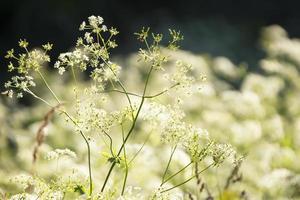 piccolo bianca fiori selvatici vicino su. verde sfondo. foto