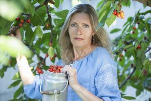 un' bellissimo anziano donna raccolti ciliegie. un' cinquantenne donna nel il rami di un' frutta albero. foto