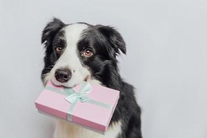 cucciolo di cane border collie con confezione regalo rosa in bocca isolata su sfondo bianco. natale capodanno compleanno san valentino celebrazione presente concetto. il cane da compagnia nel giorno delle vacanze fa un regalo. Mi dispiace. foto