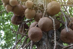 grande palla di cannone frutta su albero o couroupita guianensis con luce del sole nel il giardino. foto