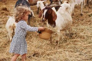 alimentazione capre. poco ragazza nel blu Abiti è su il azienda agricola a estate all'aperto foto