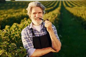 in piedi e fumare. anziano elegante uomo con grigio capelli e barba su il agricolo campo con raccogliere foto