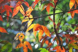 il colore di autunno le foglie foto