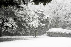 jeju bijarim foresta e neve foto