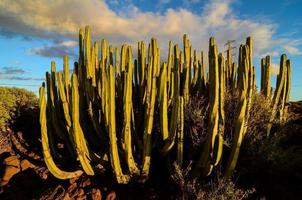 deserto Visualizza nel Marocco foto