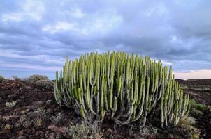 Visualizza di cactus foto