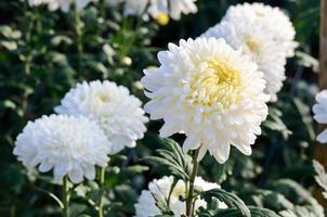 bianca crisantemo morifoglio fiori nel giardino foto